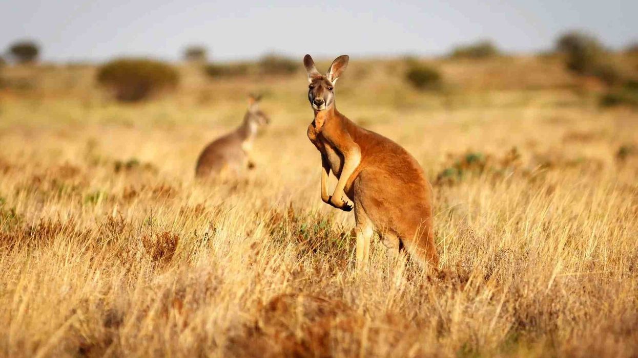 Discover kangaroo and wallaby facts that they have strong hind legs and large feet that help them balance the body as they hop.