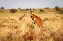 Discover kangaroo and wallaby facts that they have strong hind legs and large feet that help them balance the body as they hop.