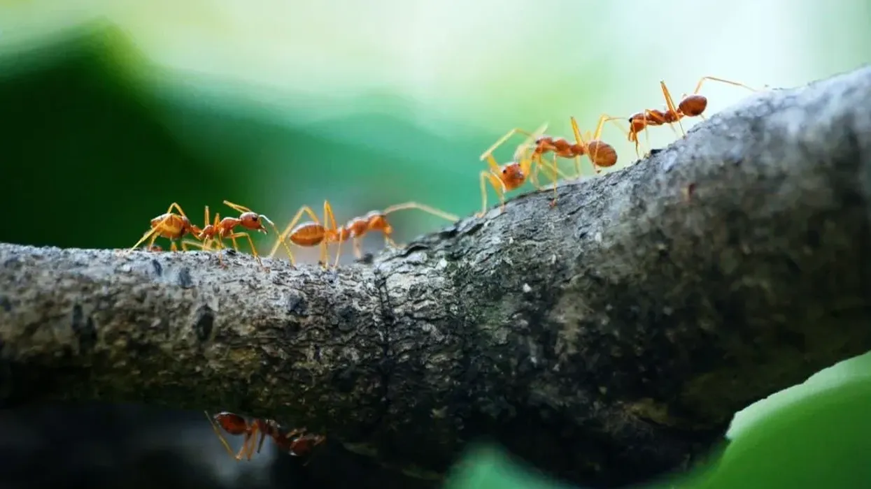 Discover leafcutter ant facts for children.