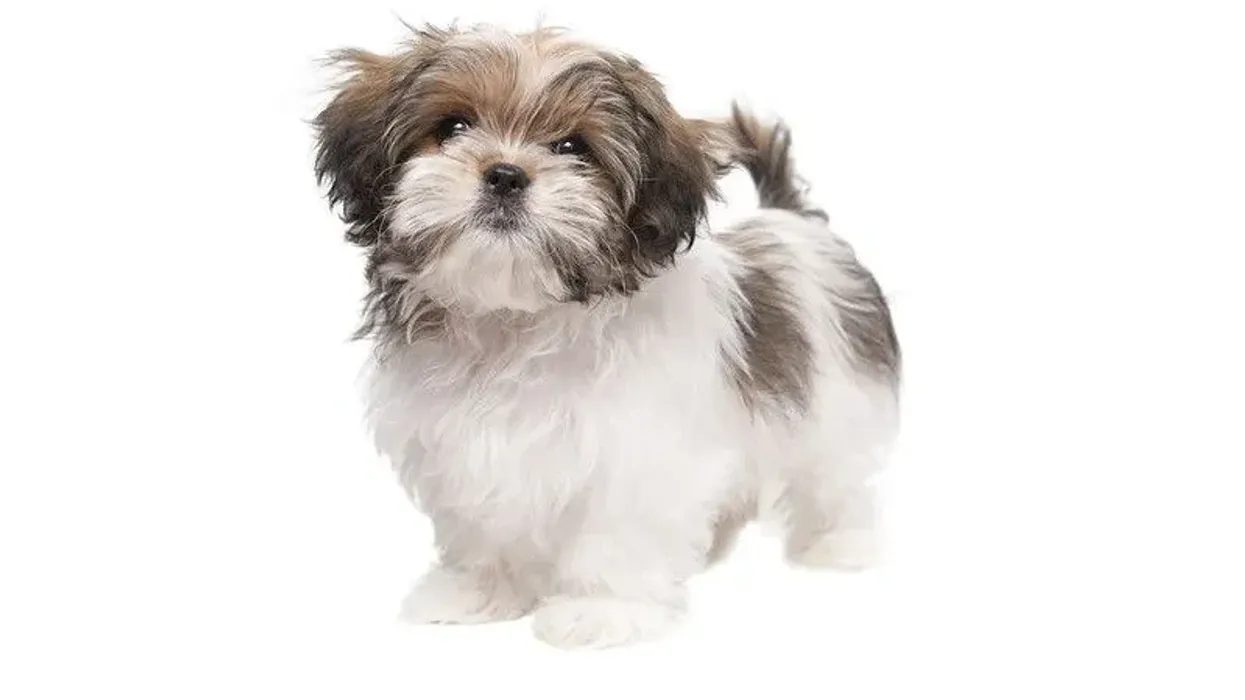 Discover Maltese Shih Tzu facts about this cute toy dog