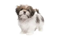 Discover Maltese Shih Tzu facts about this cute toy dog