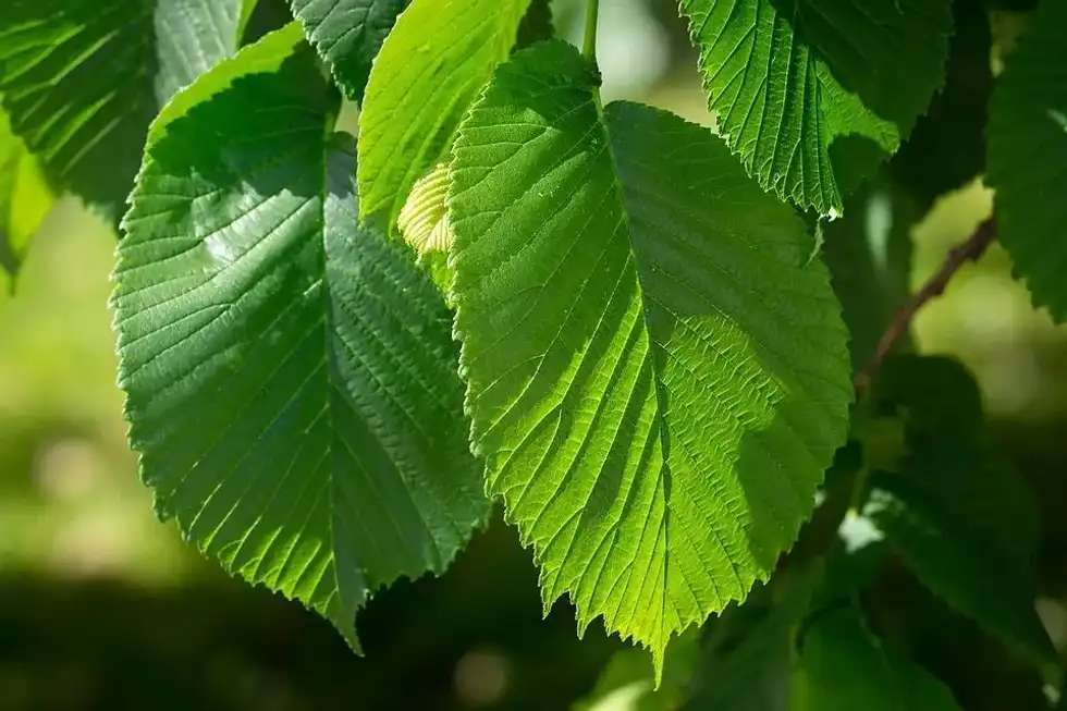 Discover many interesting Chinese elm tree facts here.