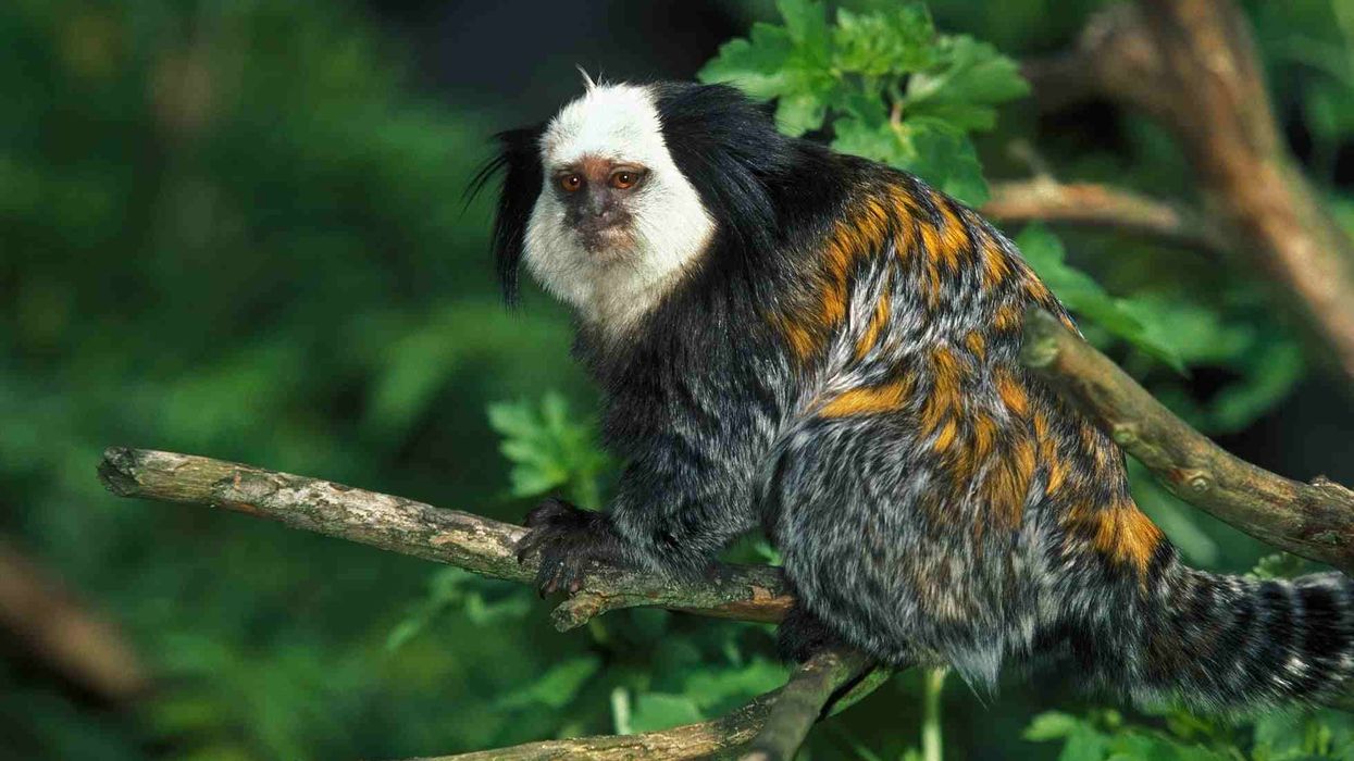 Discover marmoset facts, such as the common marmoset has fan-shaped ear tufts, a feature common across many species of new world monkeys.