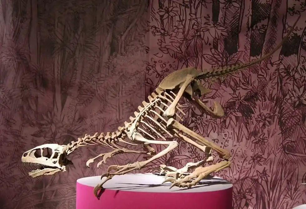 Discover more about this dinosaur by reading these Elopteryx facts.