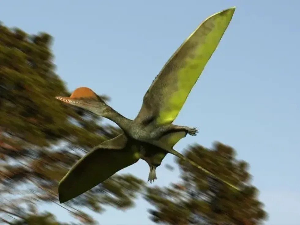 Discover more about this pterosaur by reading these Darwinopterus facts.