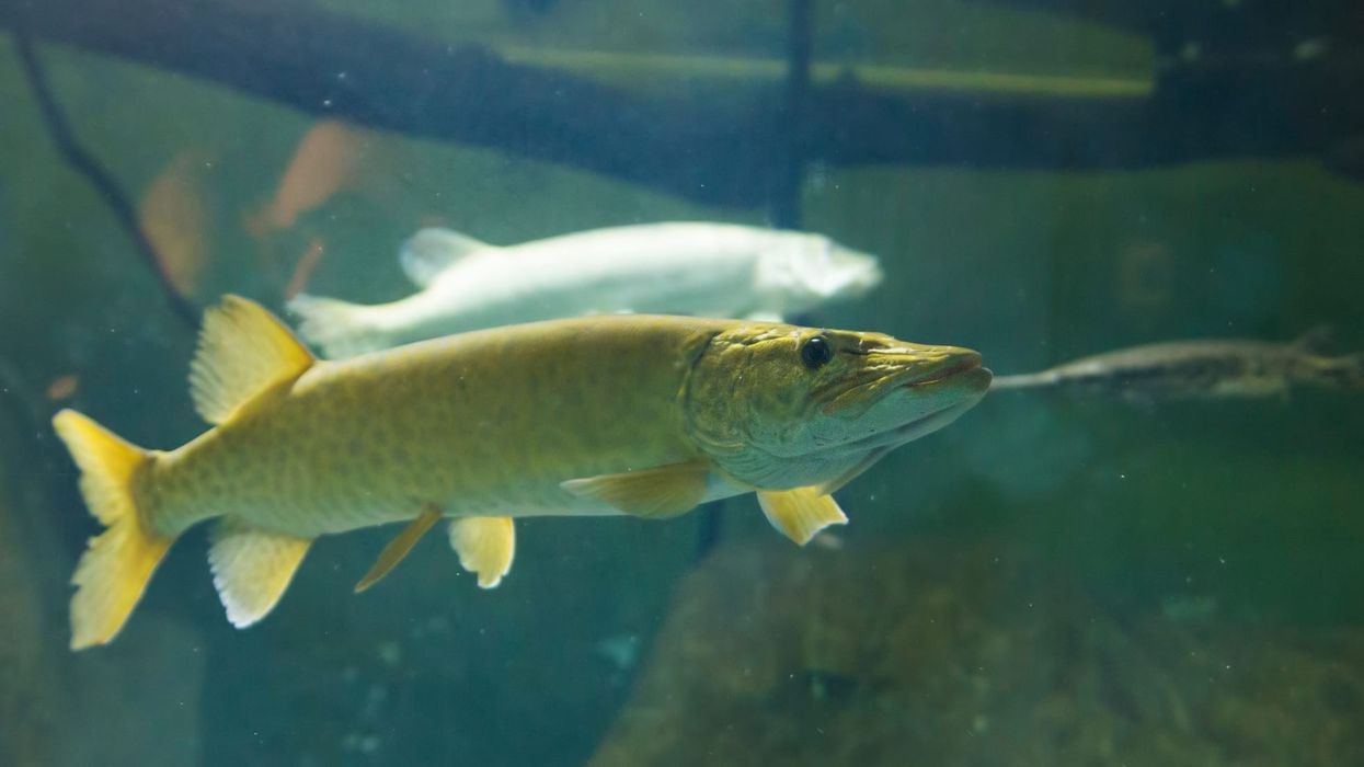 [Discover muskellunge facts about the state fish of Wisconsin.