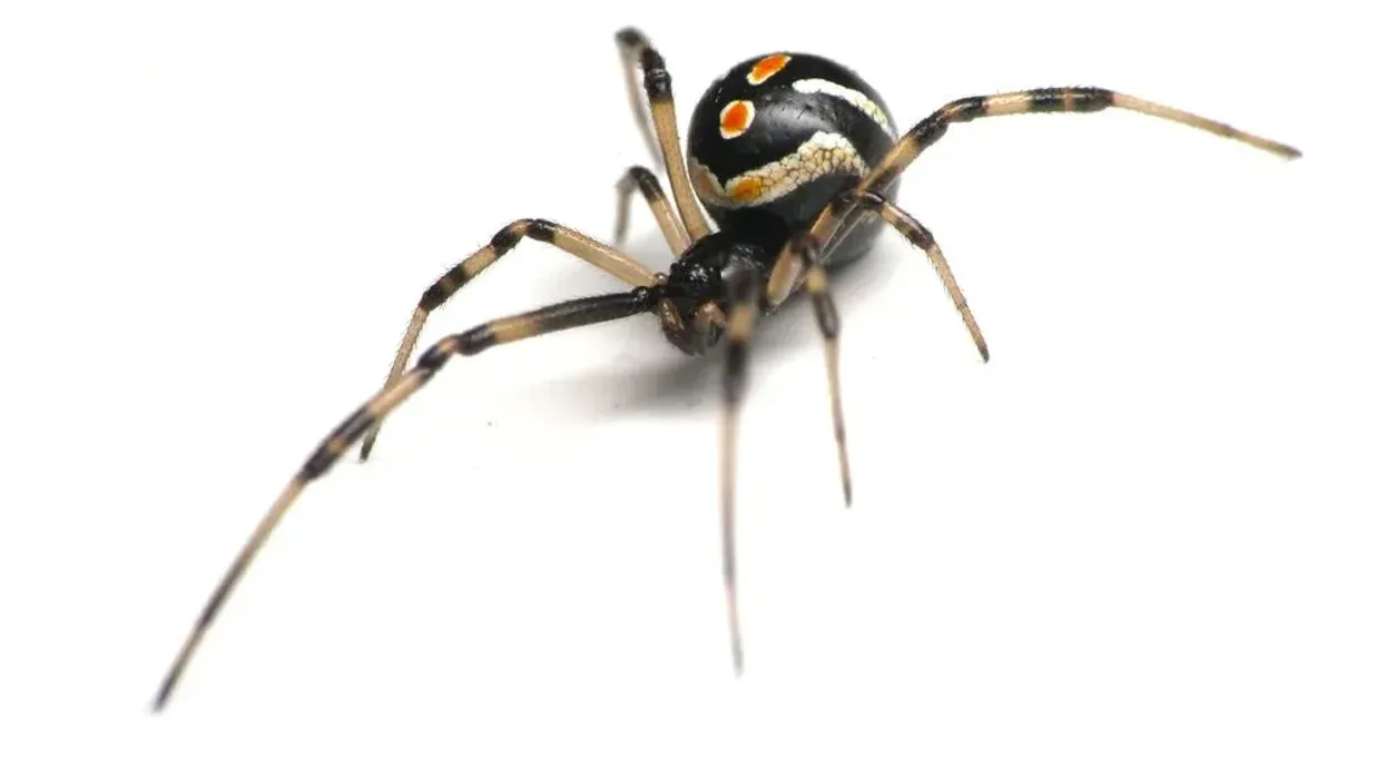 Discover northern black widow facts about the poisonous spider.