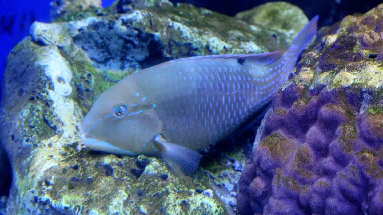 Discover really interesting blackspot tuskfish facts.
