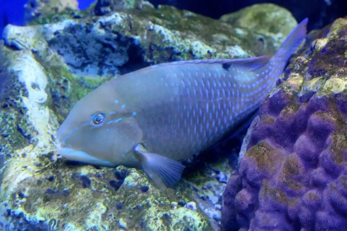 Discover really interesting blackspot tuskfish facts.