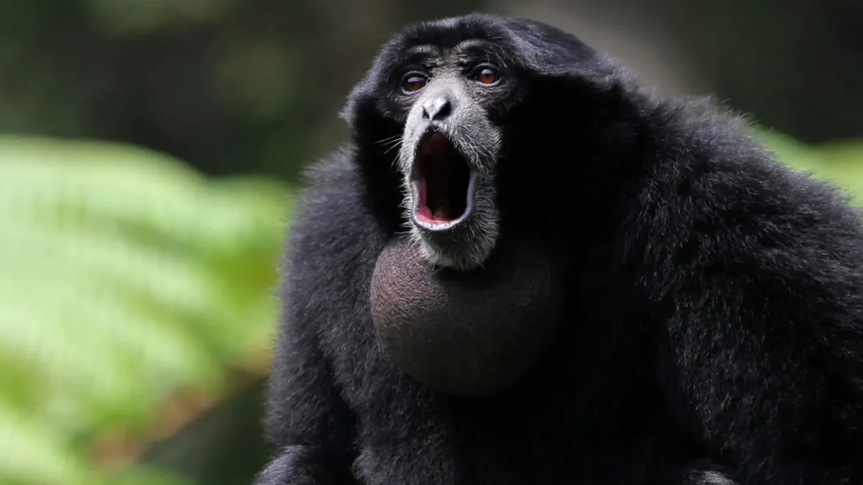Discover siamang gibbon facts about the largest of the species of gibbons found in the Malay Peninsula and Sumatra.