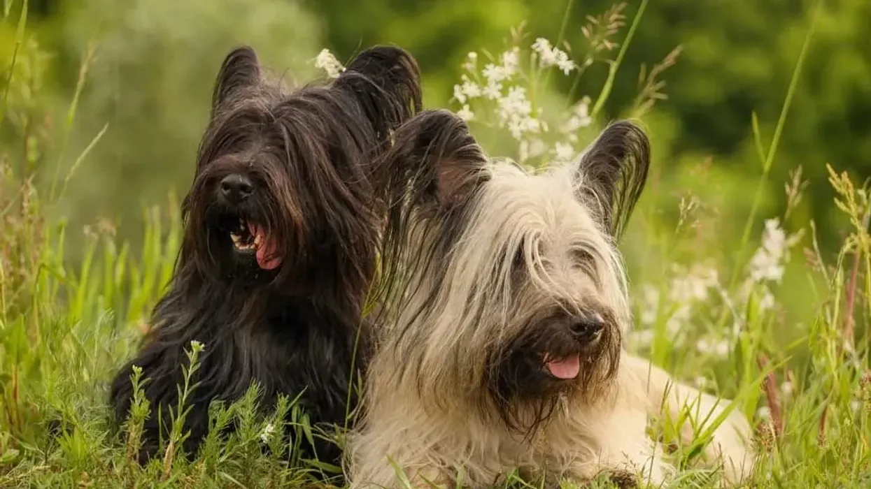 Discover Skye Terrier facts including puppy appearance, coat grooming, diet, and other pet tips