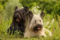 Discover Skye Terrier facts including puppy appearance, coat grooming, diet, and other pet tips
