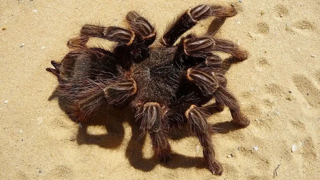 Discover some amazing facts about these tiny spruce fir-moss spiders!