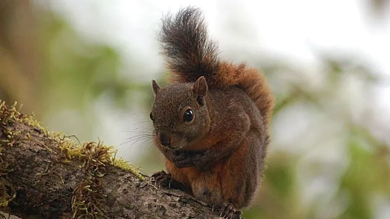 Discover some amazing red-tailed squirrel facts about their habitat, diet, and lifestyle.