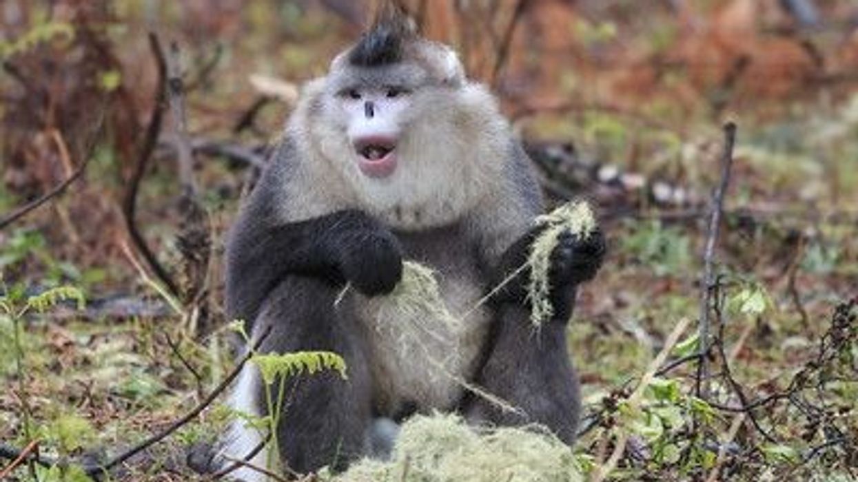 Discover some amazing Yunnan snub-nosed monkey facts here at Kidadl.