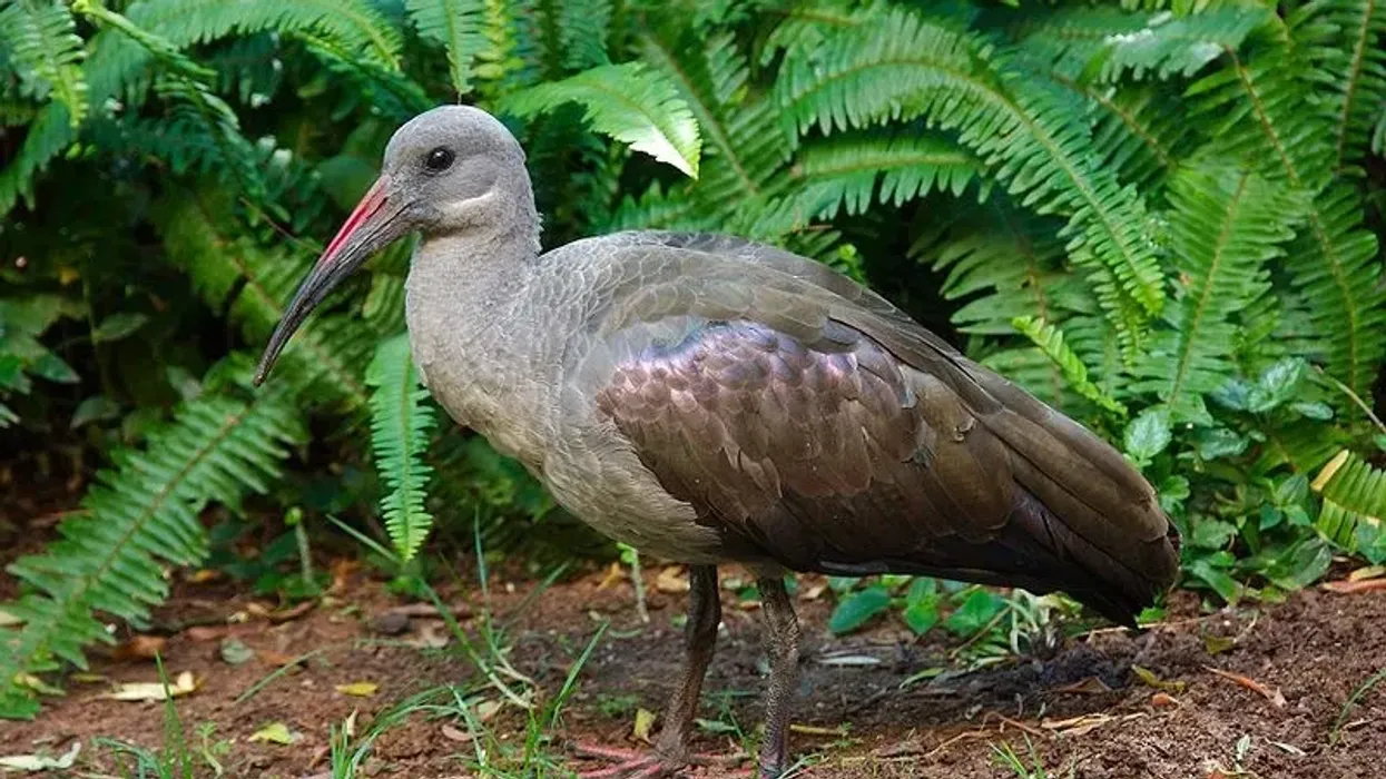 Discover some interesting hadada ibis facts.