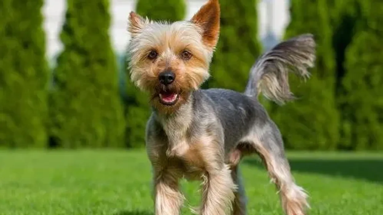 Discover some Silky Terrier facts about the dog also known as the Australian Silky Terrier.