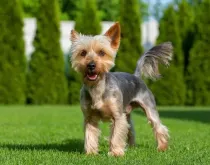 Discover some Silky Terrier facts about the dog also known as the Australian Silky Terrier.