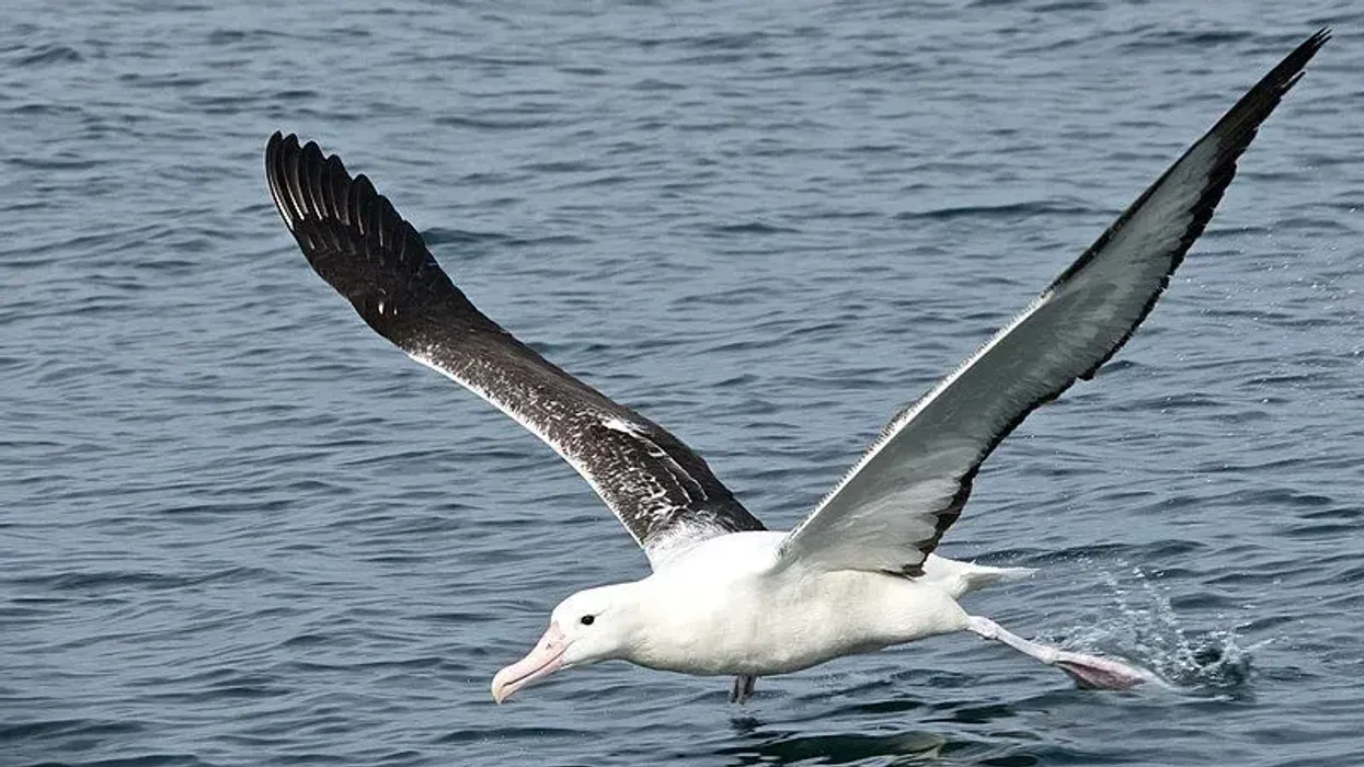 Discover Southern Royal Albatross facts here.