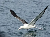 Discover Southern Royal Albatross facts here.
