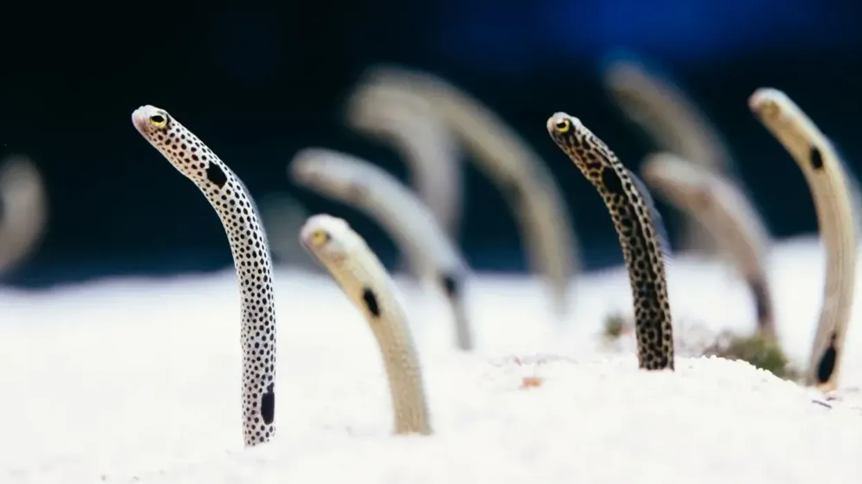 Discover spotted garden eel facts about this unique tropical marine hetero-conger species.