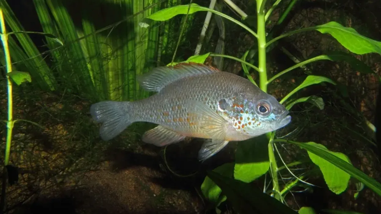 Discover spotted sunfish facts about their variety, color, spots, and food habits.