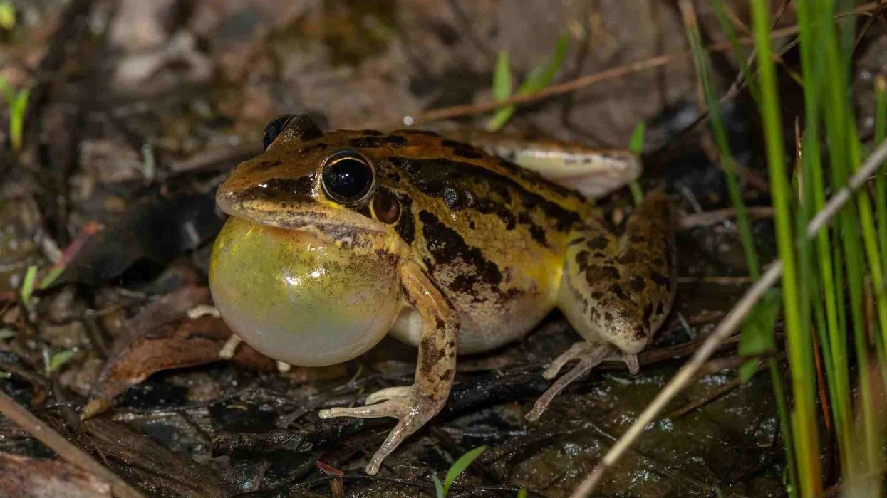 Discover striped rocket frog facts for amphibian lover in you