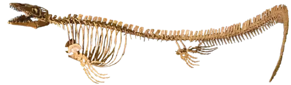Discover surprising aquatic dinosaur Platecarpus facts.