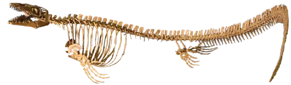 Discover surprising aquatic dinosaur Platecarpus facts.