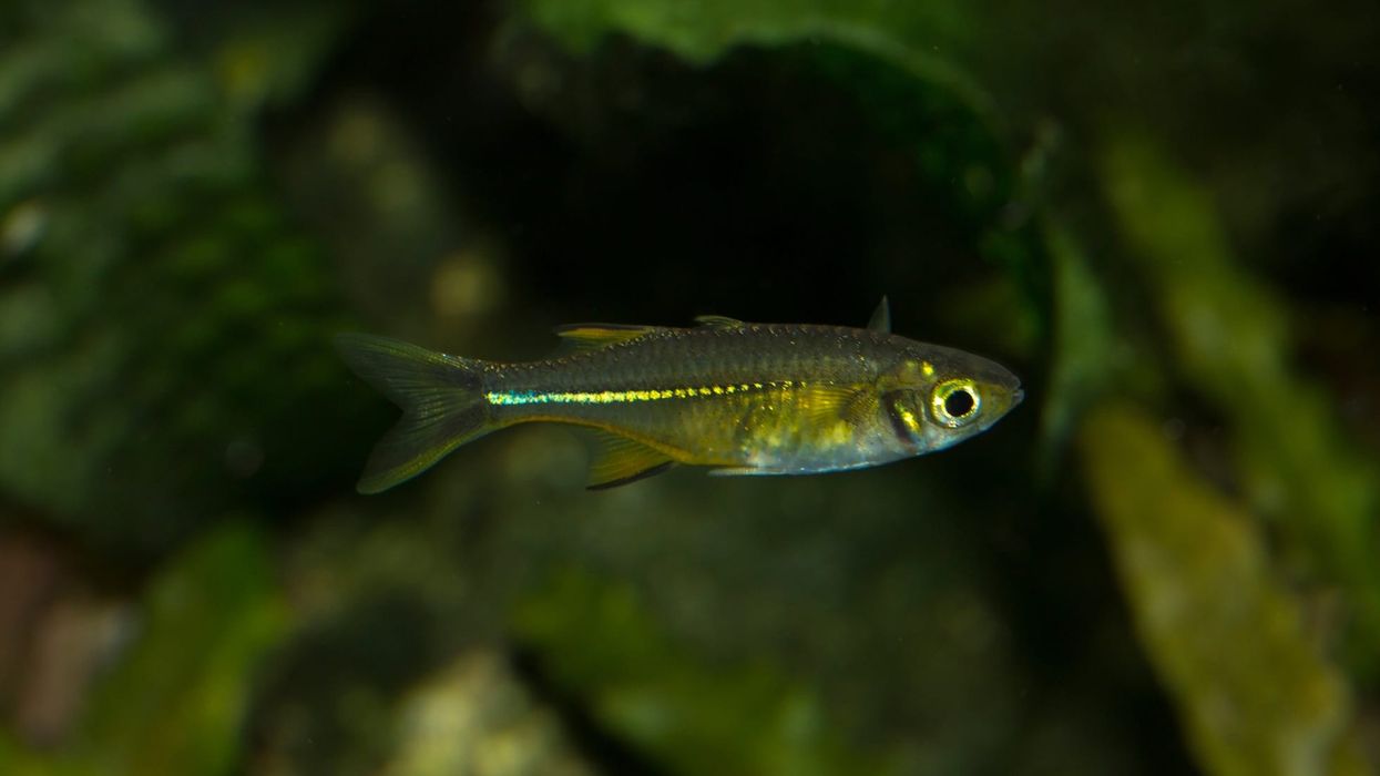 Discover surprising Celebes rainbowfish facts about its dazzling appearance, diet, breeding, and more.