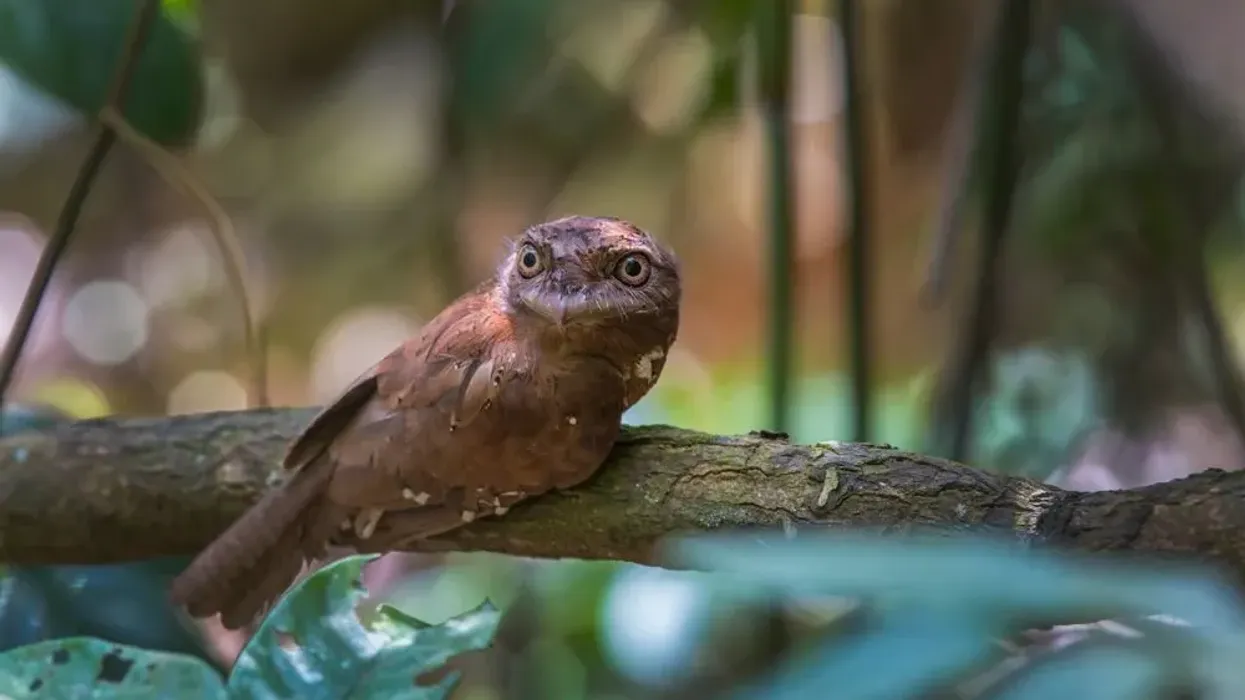 Discover surprising Ceylon frogmouth facts about its physical description, habitat, common names, and more.