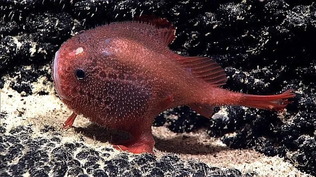 Discover surprising Coffinfish facts about its colorful appearance, and habitat.