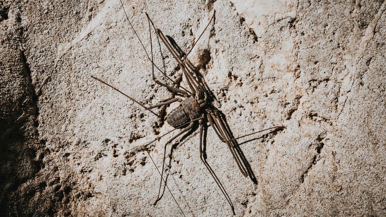 Discover tailless whip scorpion facts for kids.