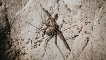 Discover tailless whip scorpion facts for kids.