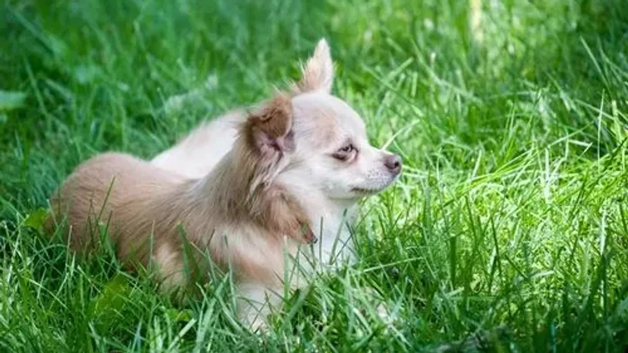 Discover the best Chion facts about this small breed hybrid dog, which is half Papillon and half Chihuahua.