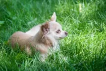 Discover the best Chion facts about this small breed hybrid dog, which is half Papillon and half Chihuahua.