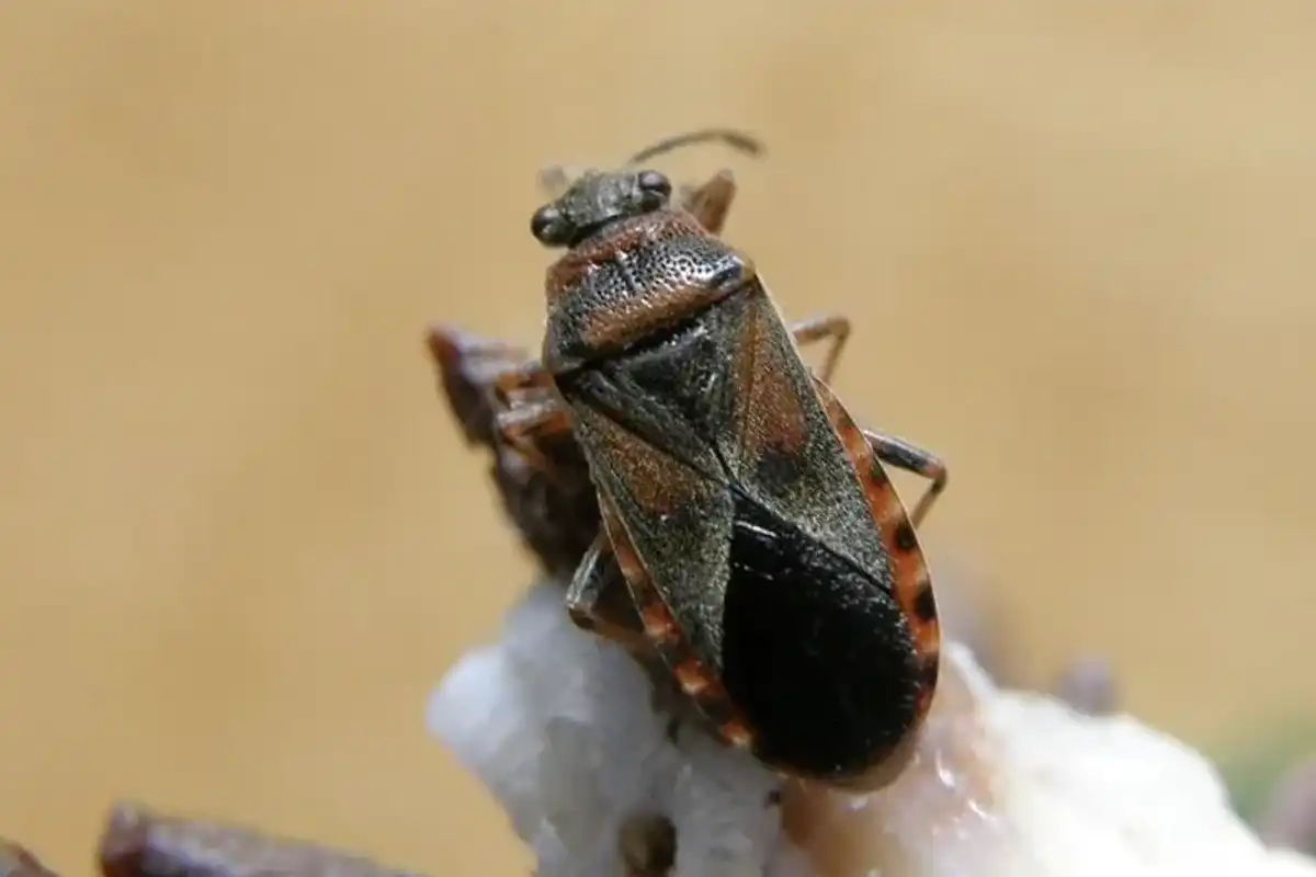 Discover the best elm seed bug facts here.