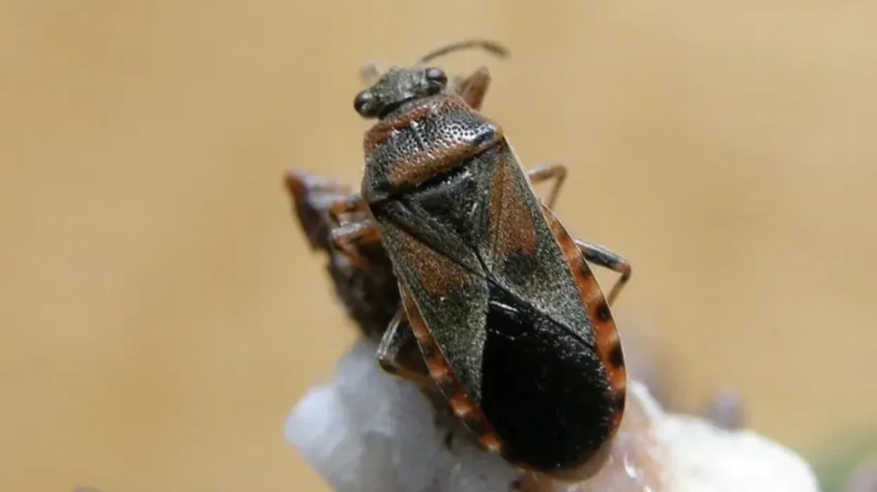 Discover the best elm seed bug facts here.