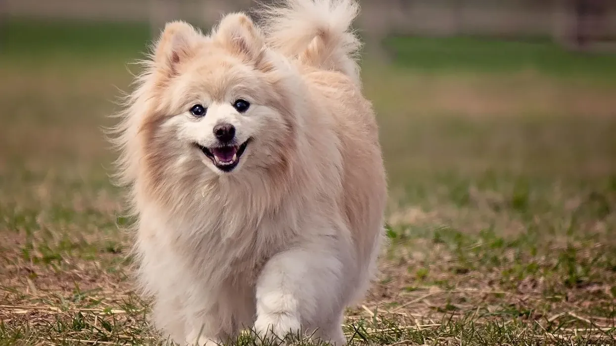 Discover the friendly and fascinating Pom-Terrier dog facts.