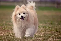 Discover the friendly and fascinating Pom-Terrier dog facts.