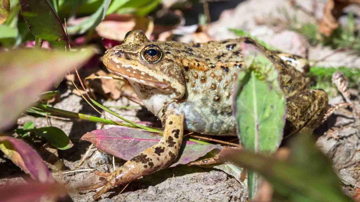Discover the interesting Columbia spotted frog facts here.