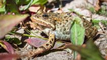 Discover the interesting Columbia spotted frog facts here.