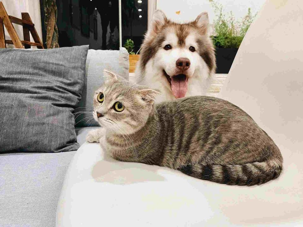 Discover the list of the best low maintenance pets.
