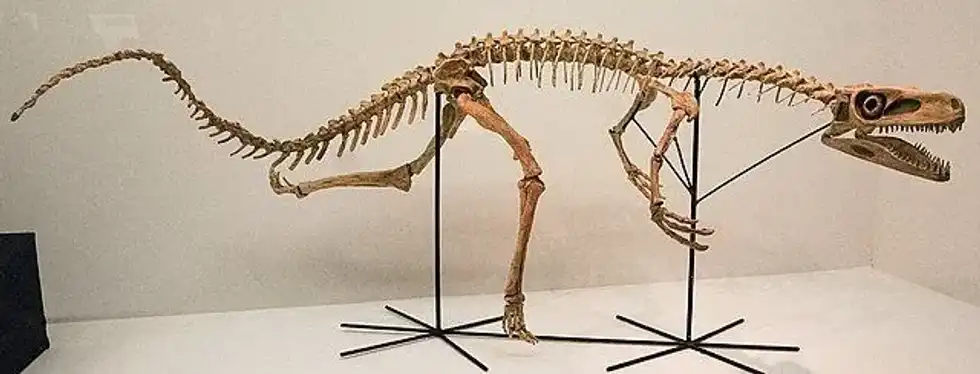 Discover the most amazing 21 Staurikosaurus facts you will always remember.