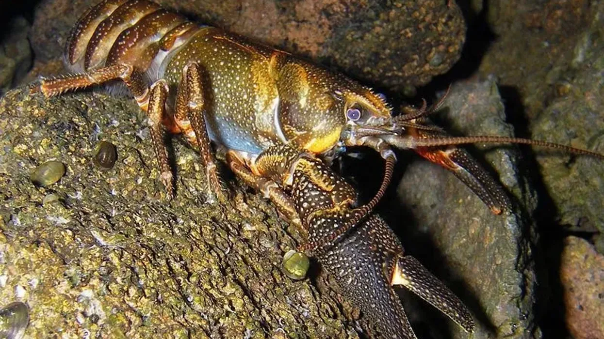 Discover the most amazing Shasta crayfish facts for your family.
