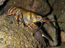 Discover the most amazing Shasta crayfish facts for your family.
