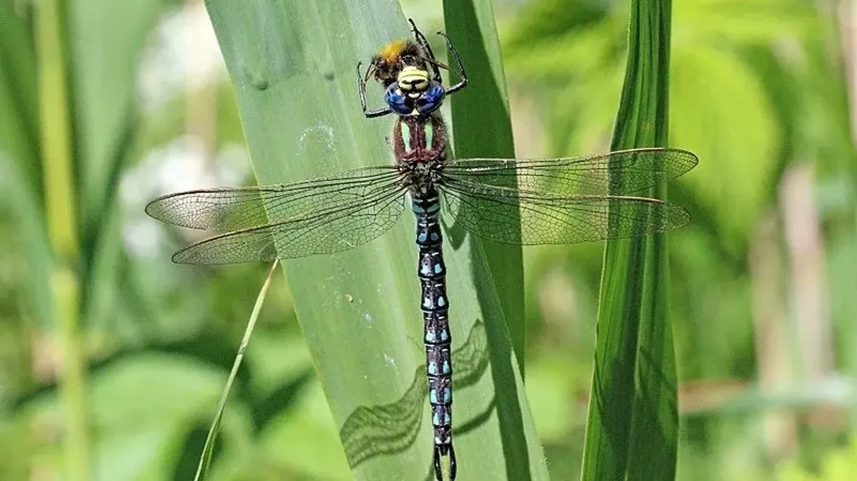 Discover the most entertaining and fascinating hairy dragonfly facts.