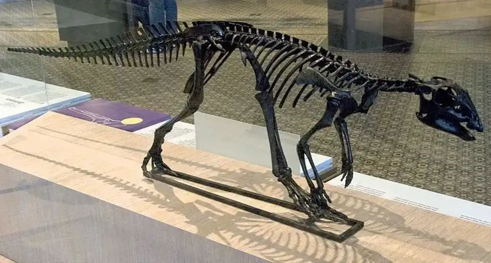 Discover the most exciting and enthralling 17 Hypsilophodon facts for kids.