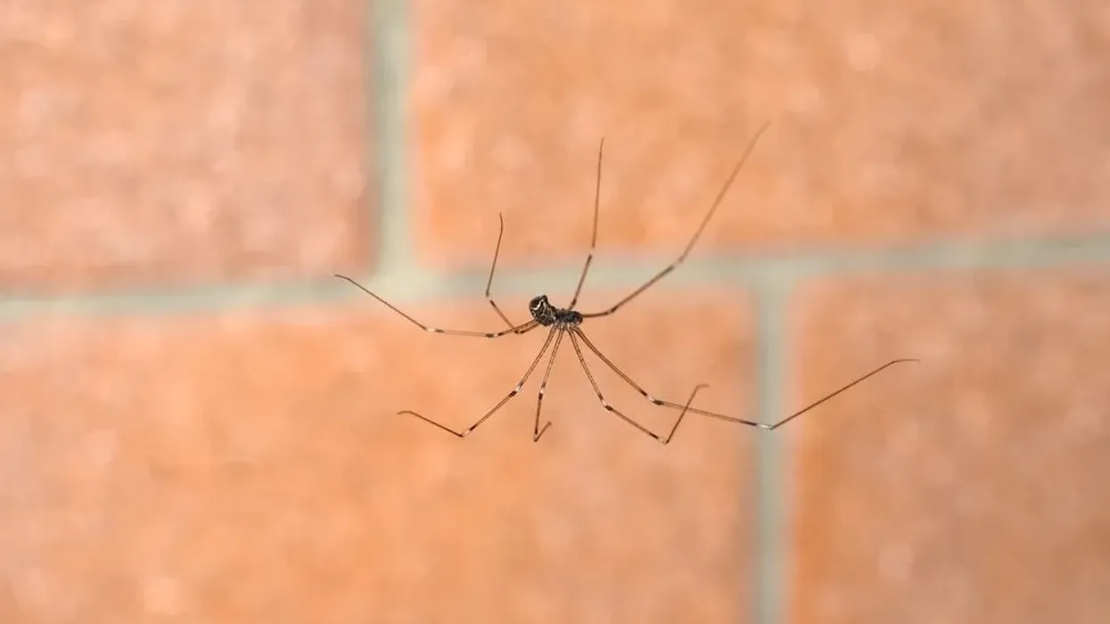 Discover the most exciting marbled cellar spider facts you will ever read.