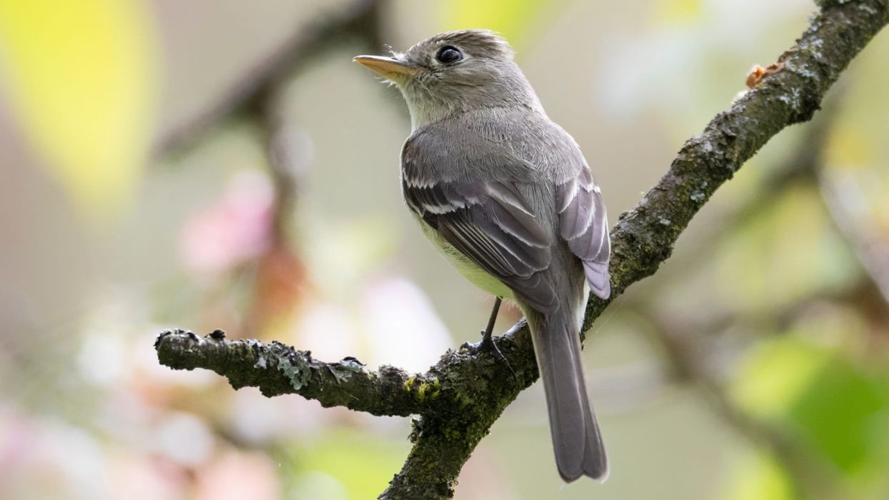 Discover the most interesting 15 Hammond's flycatcher facts.